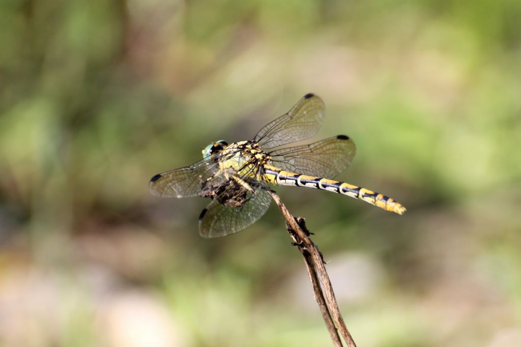 femmina di Onychogomphus forcipatus